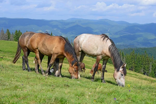 Paarden Een Zomer Berg Grasland — Stockfoto
