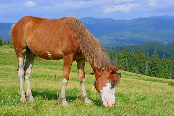 Cavalo Pasto Montanha Verão — Fotografia de Stock