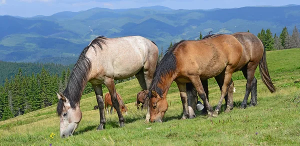 Cavalos Pasto Montanha Verão — Fotografia de Stock