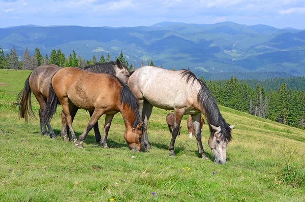 Paarden Een Zomer Berg Grasland — Stockfoto