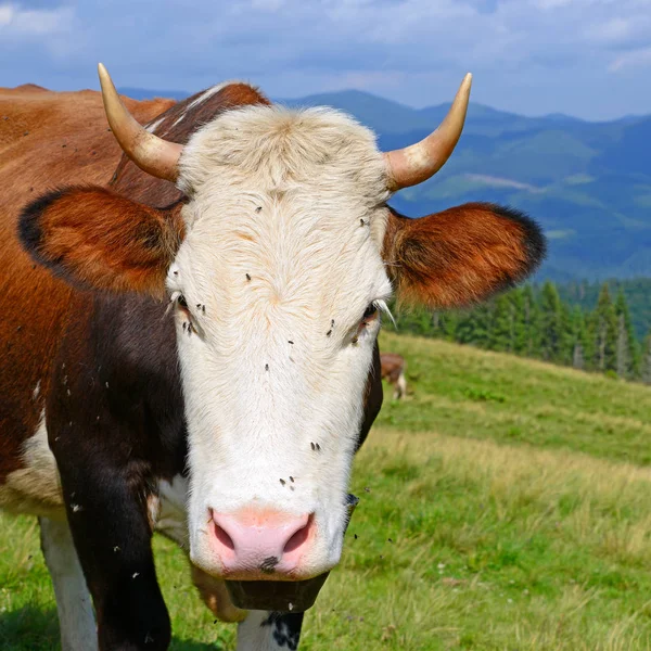 Vache Sur Pâturage Été — Photo