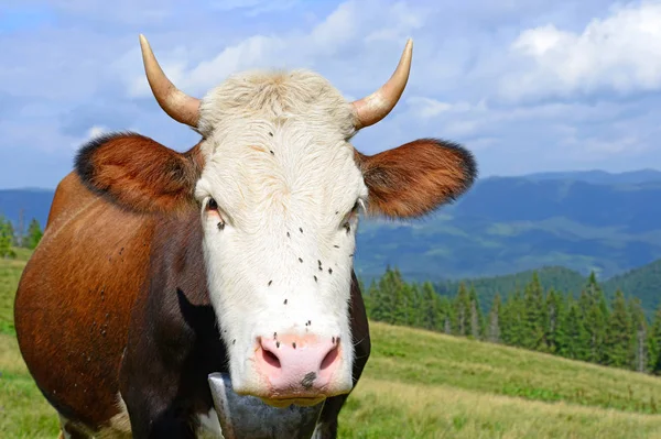 Vaca Pasto Montaña Verano — Foto de Stock