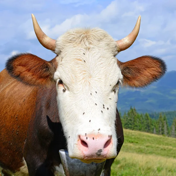 Kráva Letní Horské Pastvině — Stock fotografie