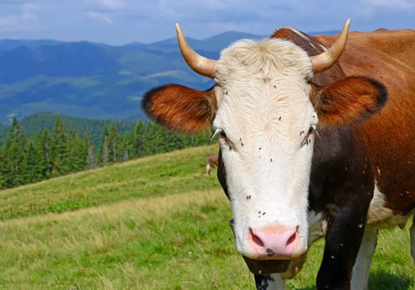 Корова Летнем Горном Пастбище — стоковое фото