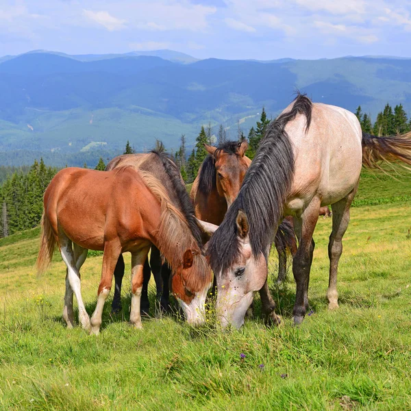 Paarden Een Zomer Berg Grasland — Stockfoto