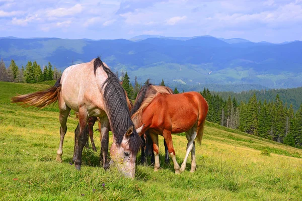 Cavalli Pascolo Estivo Montagna — Foto Stock