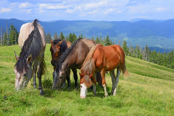 Pferde Auf Einer Sommer Alm — Stockfoto