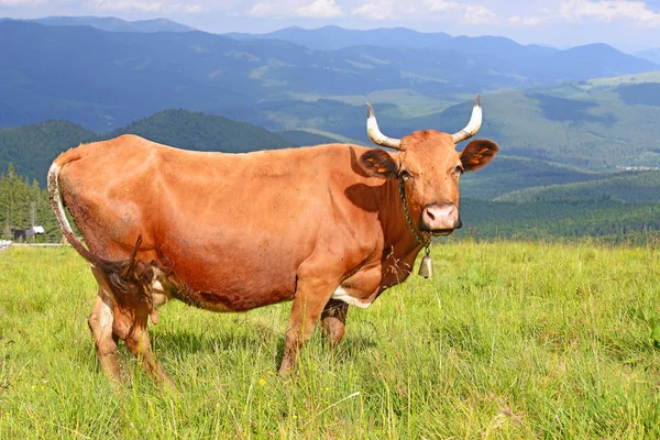 Mucca Pascolo Estivo Montagna — Foto Stock