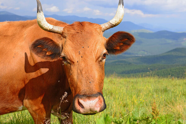 Cow on a summer mountain pasture