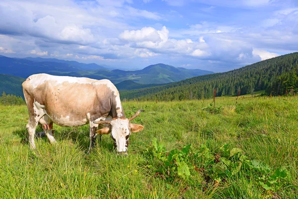 Cow Summer Mountain Pasture — Stock Photo, Image