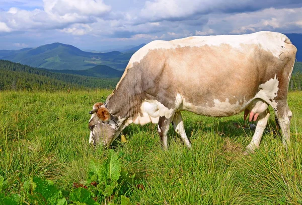 Vaca Uma Pastagem Montanha Verão — Fotografia de Stock