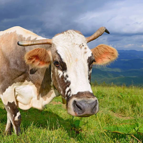Cow Summer Mountain Pasture — Stock Photo, Image