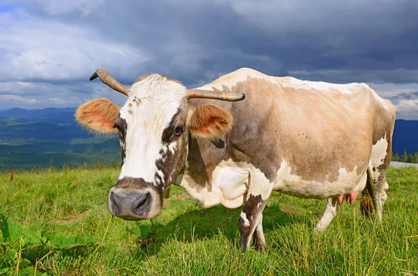Kráva Letní Horské Pastvině — Stock fotografie