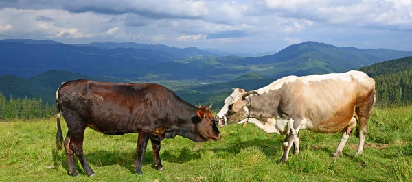 Vacas Pasto Las Montañas — Foto de Stock