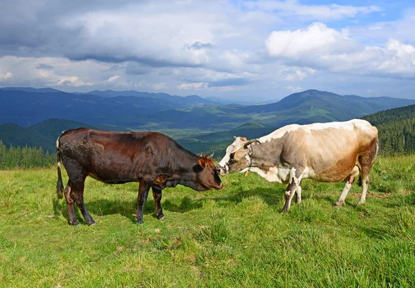Kühe Auf Einer Weide Den Bergen — Stockfoto