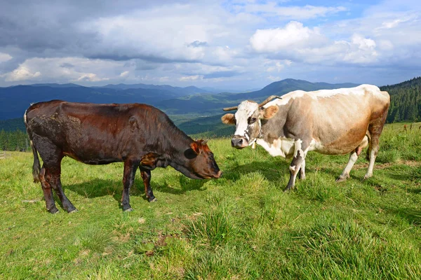 Vacas Pasto Las Montañas —  Fotos de Stock