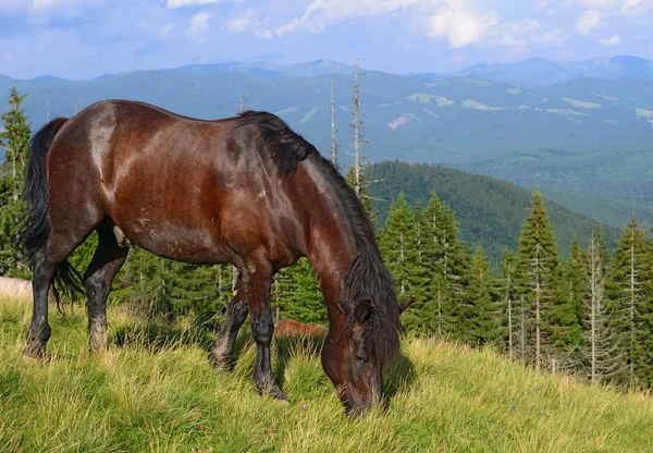 Caballo Pasto Montaña Verano — Foto de Stock