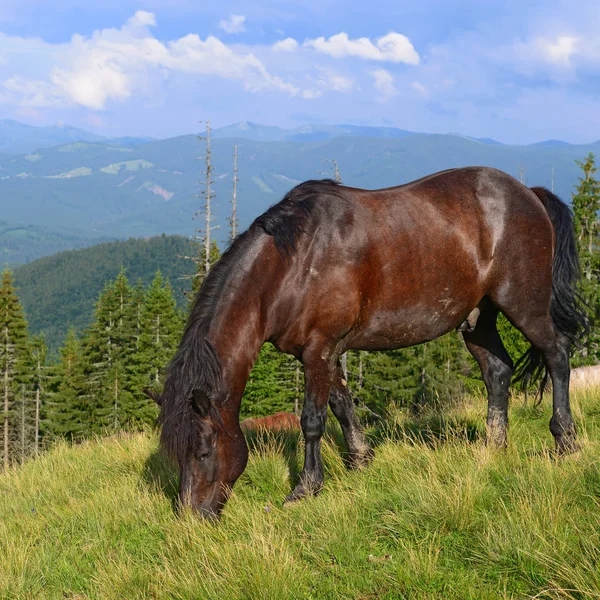 Paard Een Zomer Berg Grasland — Stockfoto