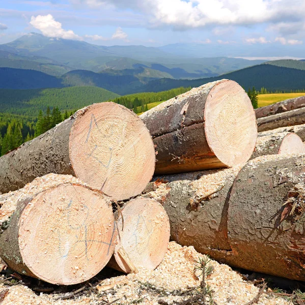 Ein Holzstapel Wald — Stockfoto