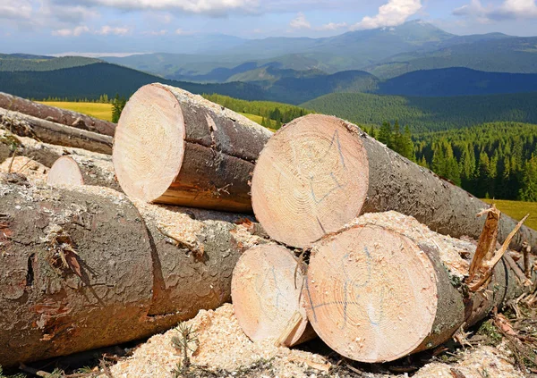 Una Pila Troncos Madera Bosque —  Fotos de Stock