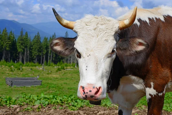 Vaca Pasto Montaña Verano —  Fotos de Stock