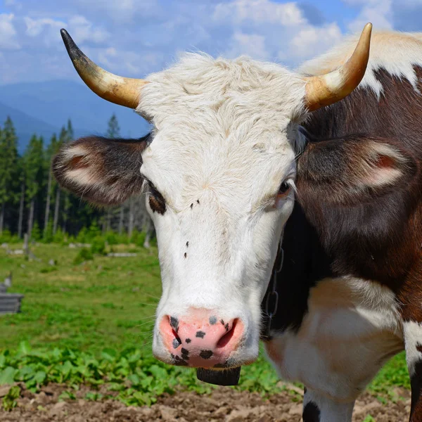 Kuh Auf Einer Sommer Alm — Stockfoto
