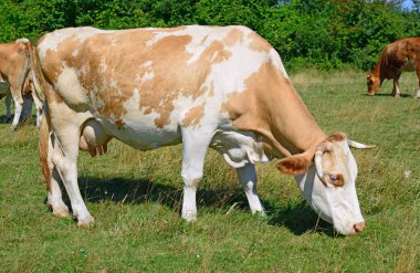 Yaz mera üzerinde otlatma inekler