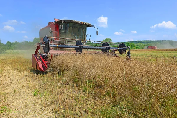 Rapeseed Combine Working Field — Fotografia de Stock