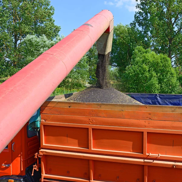 Kalush Ukraine August Overloading Grain Harvester Tractor Trailer Tank Field — Photo