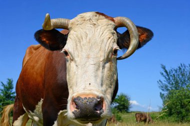 Çayırdaki şirin ineği kapatın.