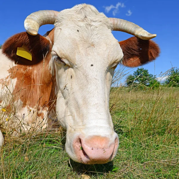 Close Cute Cow Meadow – stockfoto