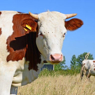 Çayırdaki şirin ineği kapatın.