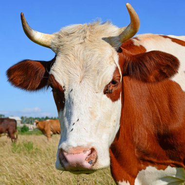 close up of cute cow on meadow