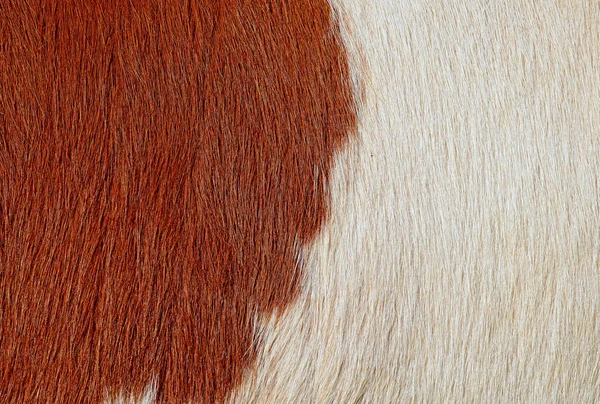 Closeup Natural Cow Skin — Stock Photo, Image