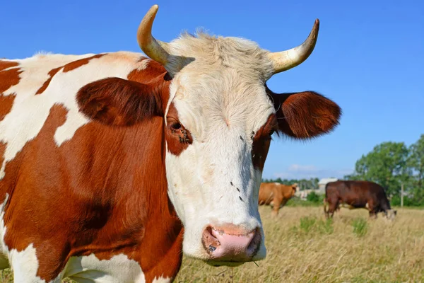 Nahaufnahme Einer Niedlichen Kuh Auf Der Wiese — Stockfoto