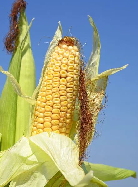 Young Corn Rural Landscape — Stock Photo, Image