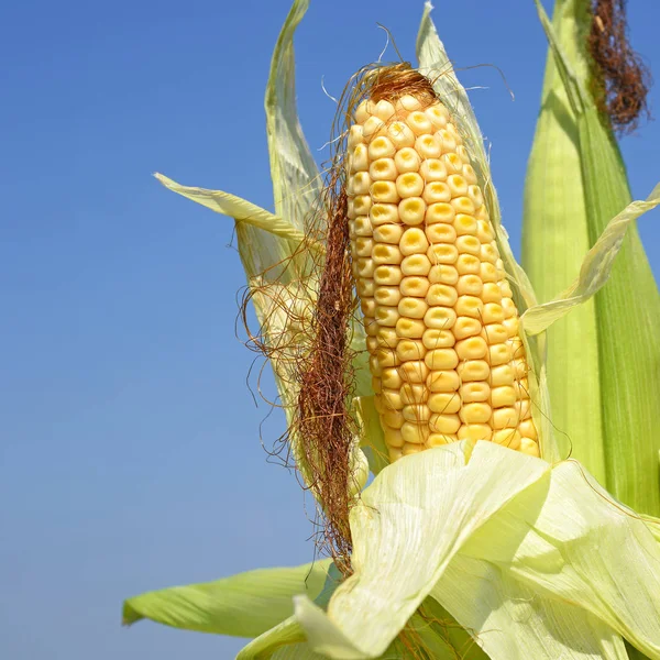 Stock image Young corn in the rural landscape