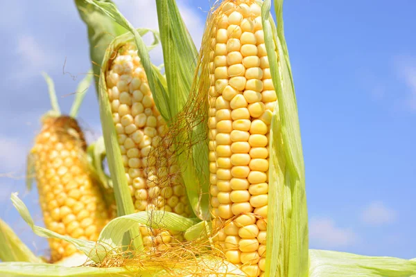 Young Corn Rural Landscape — Stock Photo, Image