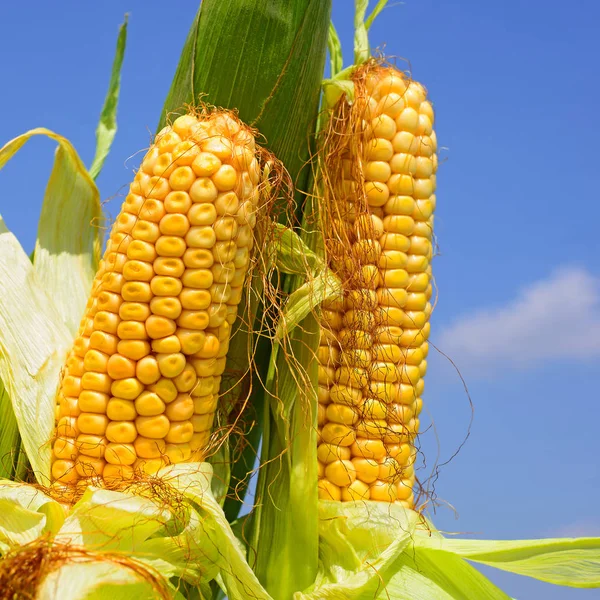 Young corn in the rural landscape