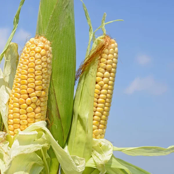 Grano Giovane Nel Paesaggio Rurale — Foto Stock