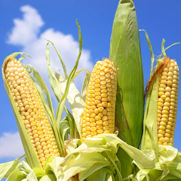 Молодая Кукуруза Сельской Местности — стоковое фото