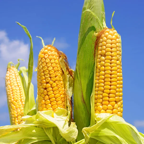 Young Corn Rural Landscape — Stock Photo, Image