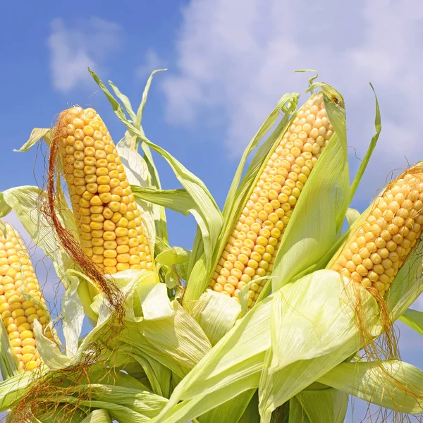 Young Corn Rural Landscape — Stock Photo, Image
