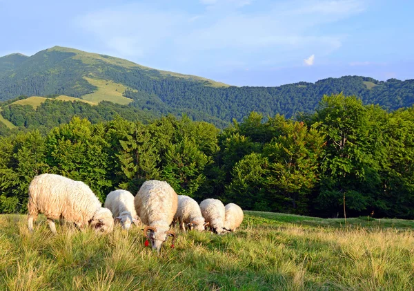 Uma Ovelha Montanhas Uma Paisagem Verão — Fotografia de Stock