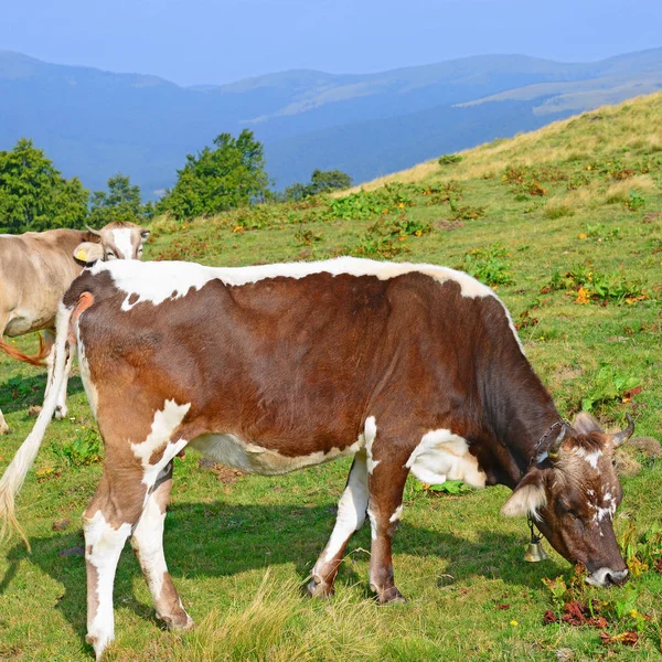 Zblízka Roztomilé Krávy Louce — Stock fotografie