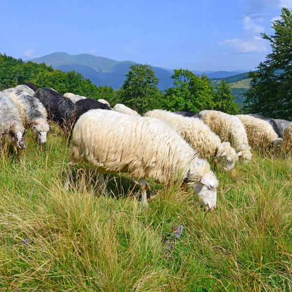 Ovelhas Montanhas Uma Paisagem Verão — Fotografia de Stock