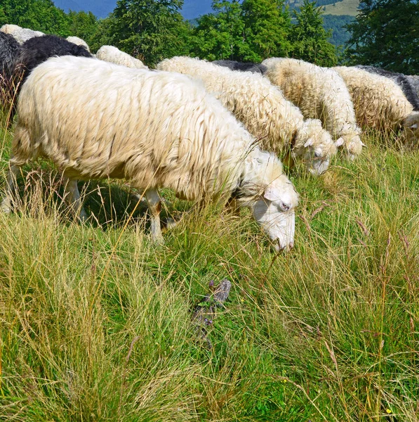 Schafe Den Bergen Einer Sommerlandschaft — Stockfoto