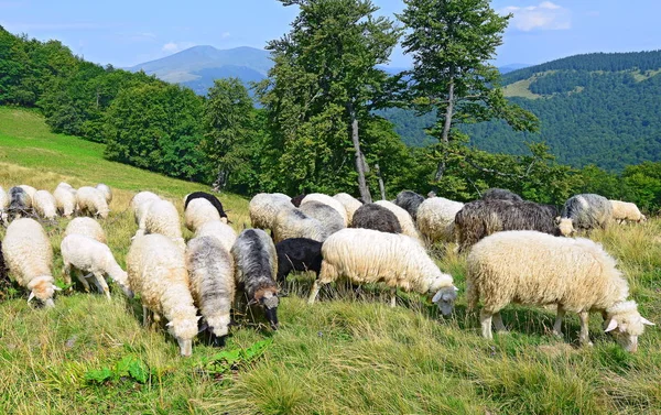 Ovelhas Montanhas Uma Paisagem Verão — Fotografia de Stock