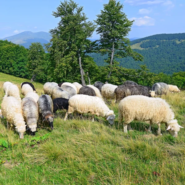 Ovelhas Montanhas Uma Paisagem Verão — Fotografia de Stock