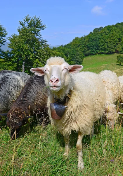 Moutons Montagne Dans Paysage Estival — Photo